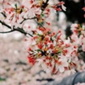 Profile photo of Hasnirah Kiram
