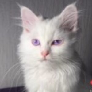 Profile photo of rahmawati-w