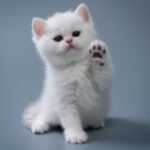 Profile photo of Ferdina Kusumah