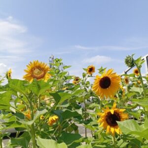 Profile photo of Silfa Fadilah